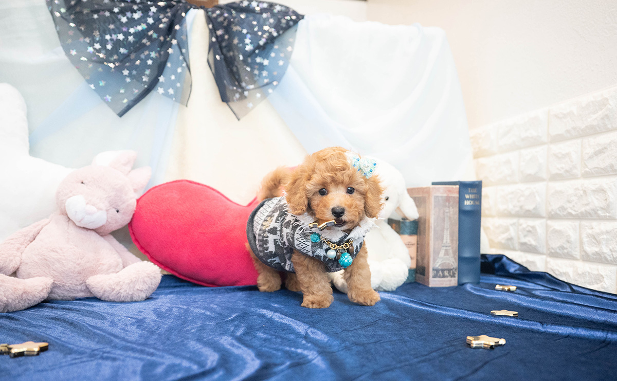 トイプードルのアプリコットの男の子|2025年10月25日生まれ|No.11022|画像4枚目