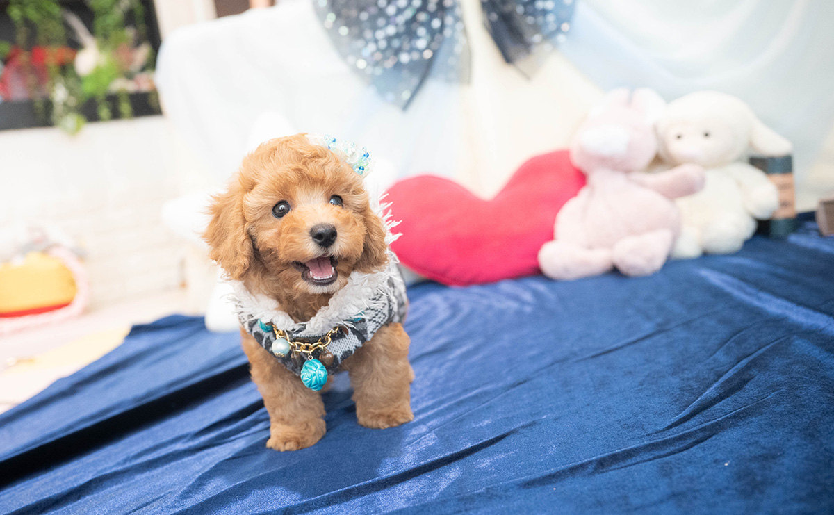 トイプードルのアプリコットの男の子|2025年10月25日生まれ|No.11022|画像5枚目