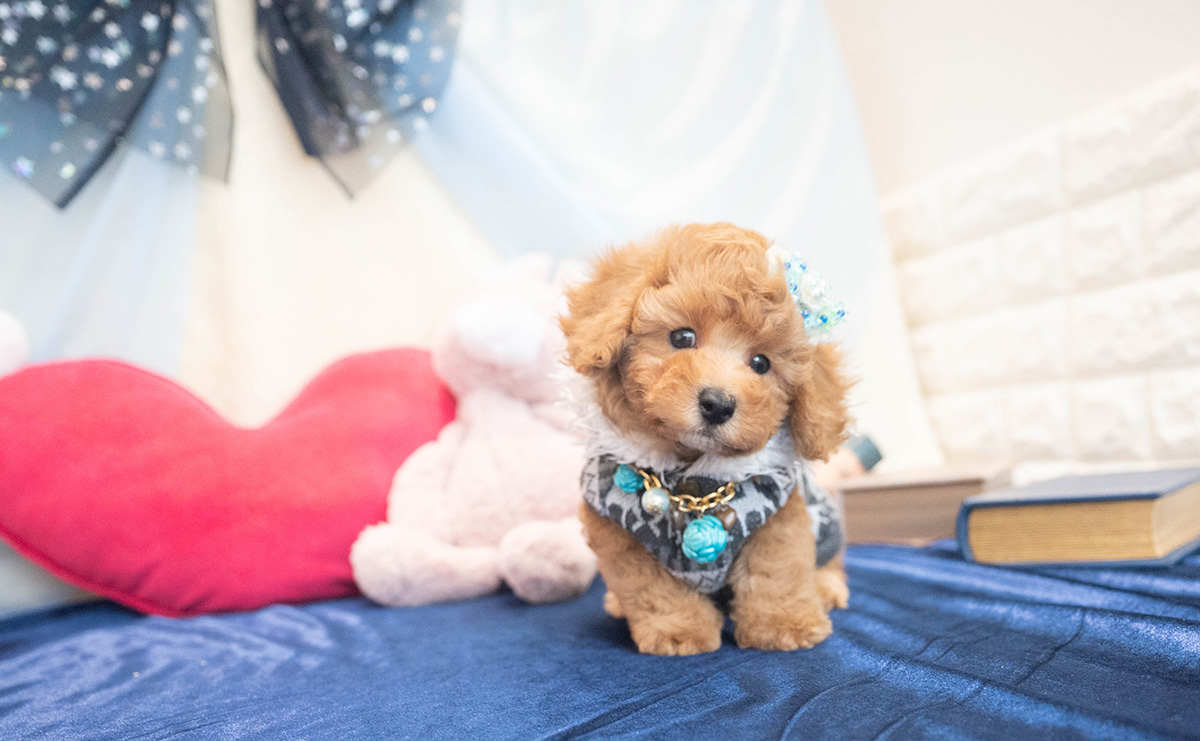 トイプードルのアプリコットの男の子|2025年10月25日生まれ|No.11022|画像0枚目