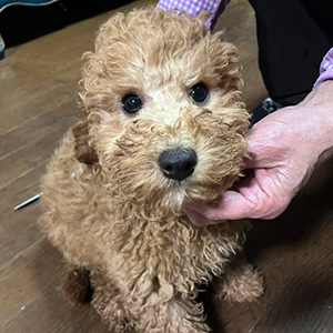 トイプードルのアプリコットの男の子|2025年9月21日生まれ|No.11025|画像0枚目