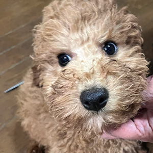 トイプードルのアプリコットの男の子|2025年9月21日生まれ|No.11025|画像1枚目