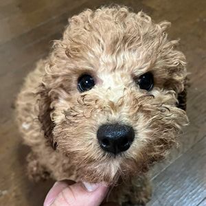 トイプードルのアプリコットの男の子|2025年9月21日生まれ|No.11025|画像2枚目