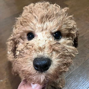 トイプードルのアプリコットの男の子|2025年9月21日生まれ|No.11025|画像3枚目