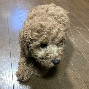 トイプードルのアプリコットの男の子|2025年9月21日生まれ|No.11025|画像4枚目