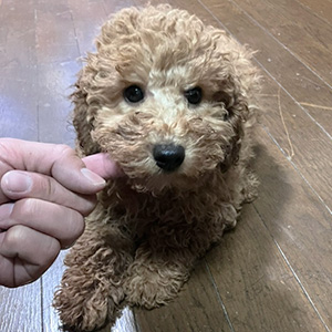 トイプードルのアプリコットの男の子|2025年9月21日生まれ|No.11025|画像5枚目
