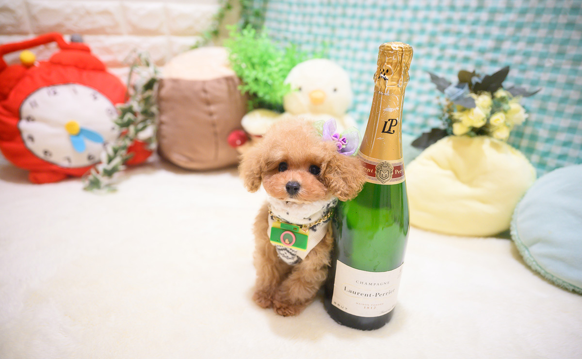 ティーカッププードルのアプリコットの男の子|2025年10月18日生まれ|No.11026|画像1枚目