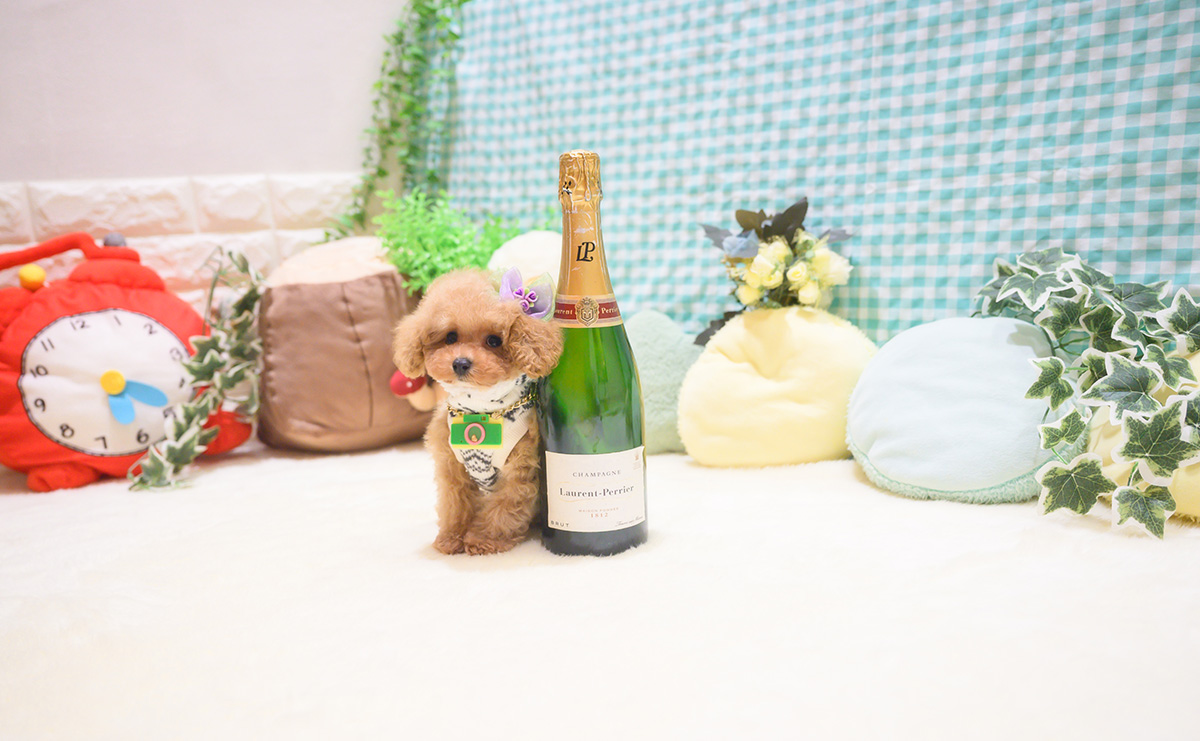 ティーカッププードルのアプリコットの男の子|2025年10月18日生まれ|No.11026|画像2枚目