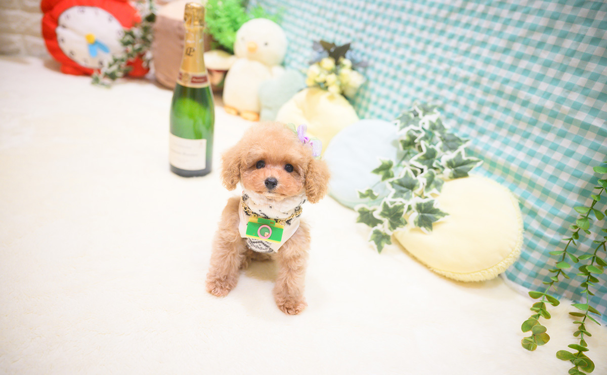 ティーカッププードルのアプリコットの男の子|2025年10月18日生まれ|No.11026|画像0枚目