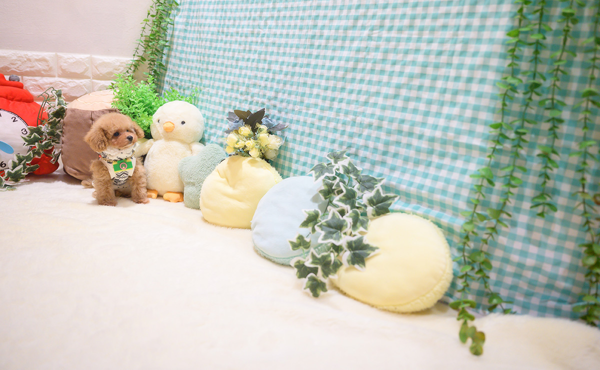 ティーカッププードルのアプリコットの男の子|2025年10月18日生まれ|No.11026|画像4枚目