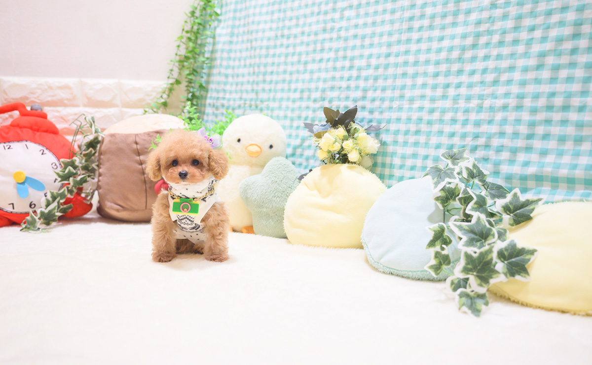 ティーカッププードルのアプリコットの男の子|2025年10月18日生まれ|No.11026|画像6枚目