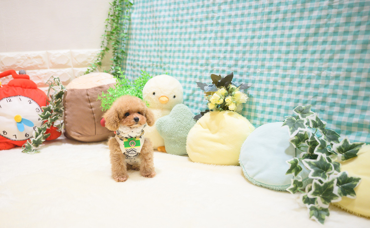 ティーカッププードルのアプリコットの男の子|2025年10月18日生まれ|No.11026|画像7枚目