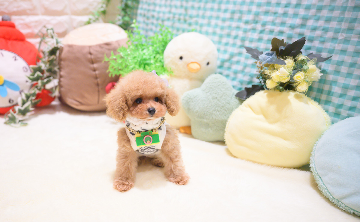 ティーカッププードルのアプリコットの男の子|2025年10月18日生まれ|No.11026|画像8枚目