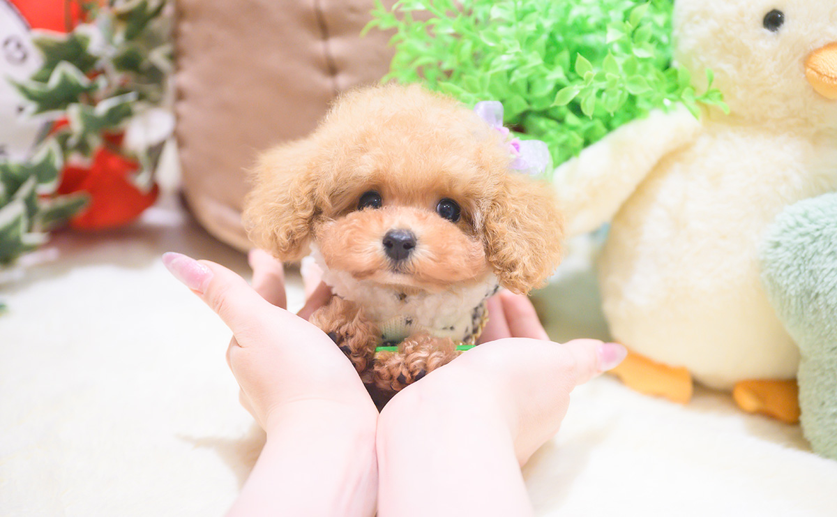 ティーカッププードルのアプリコットの男の子|2025年10月18日生まれ|No.11026|画像10枚目