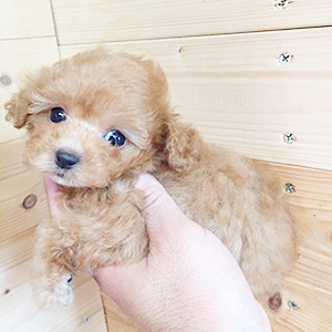 タイニープードルのアプリコットの女の子|2025年11月18日生まれ|No.11037|画像1枚目