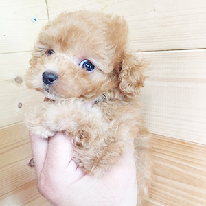 タイニープードルのアプリコットの女の子|2025年11月18日生まれ|No.11037|画像2枚目