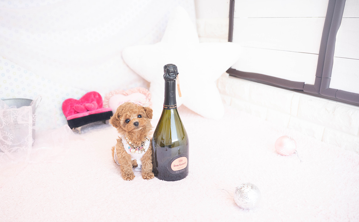 ティーカッププードルのアプリコットの女の子|2025年11月5日生まれ|No.11038|画像1枚目