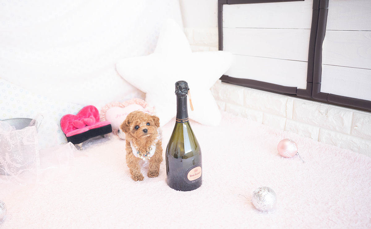 ティーカッププードルのアプリコットの女の子|2025年11月5日生まれ|No.11038|画像2枚目