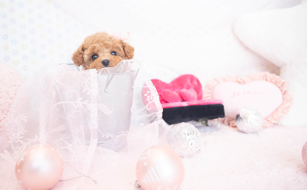 ティーカッププードルのアプリコットの女の子|2025年11月5日生まれ|No.11038|画像0枚目