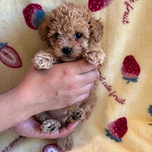 タイニープードルのアプリコットの男の子|2025年12月9日生まれ|No.11073|画像0枚目