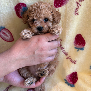タイニープードルのアプリコットの男の子|2025年12月9日生まれ|No.11073|画像1枚目