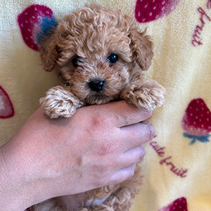 タイニープードルのアプリコットの男の子|2025年12月9日生まれ|No.11073|画像2枚目