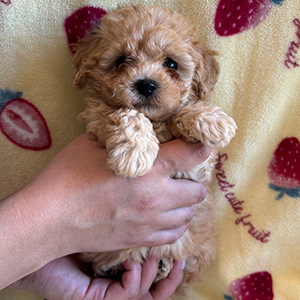 タイニープードルのアプリコットの女の子|2025年12月9日生まれ|No.11074|画像0枚目