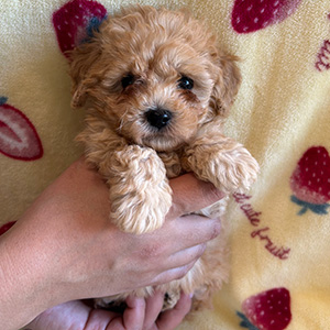 タイニープードルのアプリコットの女の子|2025年12月9日生まれ|No.11074|画像1枚目