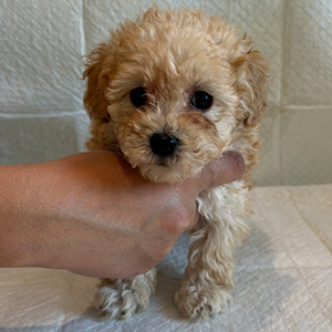 トイプードルのアプリコットの男の子|2025年12月21日生まれ|No.11088|画像1枚目