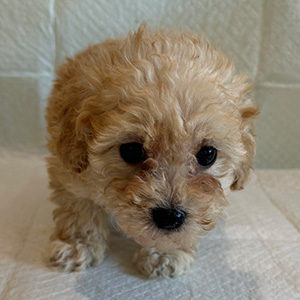 トイプードルのアプリコットの男の子|2025年12月21日生まれ|No.11088|画像3枚目