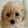 トイプードルのアプリコットの男の子(2025年12月21日生まれ)