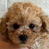 タイニープードルのアプリコットの女の子(2025年11月30日生まれ)