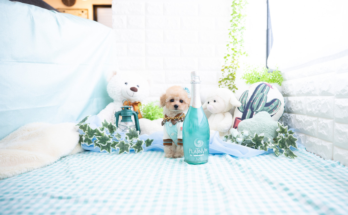 タイニープードルのアプリコットの男の子|2025年11月27日生まれ|No.11070|画像3枚目