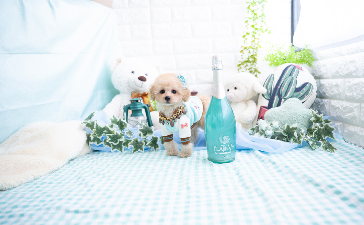 タイニープードルのアプリコットの男の子|2025年11月27日生まれ|No.11070|画像4枚目