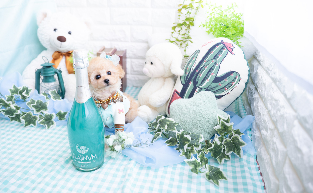 タイニープードルのアプリコットの男の子|2025年11月27日生まれ|No.11070|画像2枚目