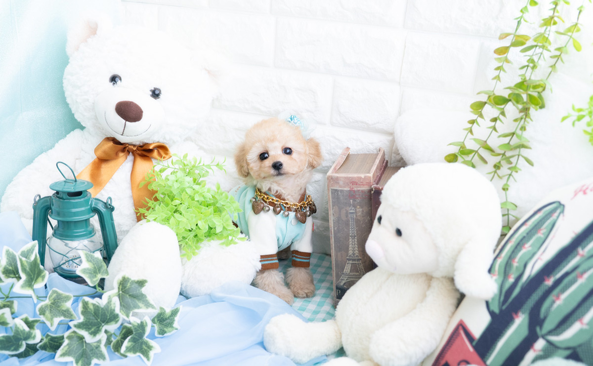 タイニープードルのアプリコットの男の子|2025年11月27日生まれ|No.11070|画像1枚目