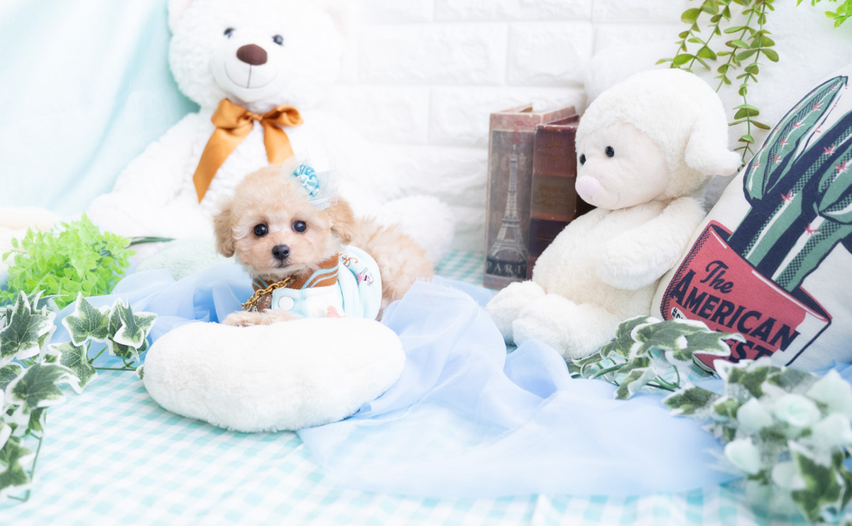 タイニープードルのアプリコットの男の子|2025年11月27日生まれ|No.11070|画像0枚目