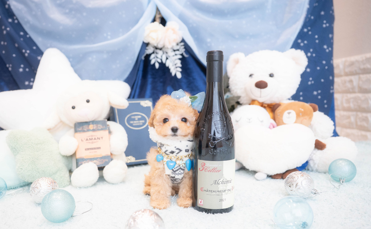 タイニープードルのアプリコットの男の子|2025年11月30日生まれ|No.11075|画像1枚目