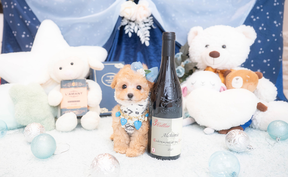 タイニープードルのアプリコットの男の子|2025年11月30日生まれ|No.11075|画像2枚目