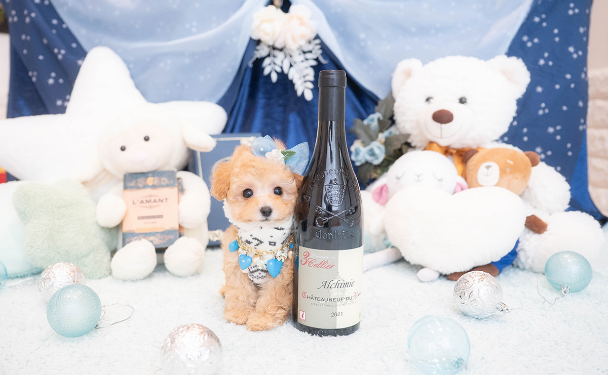 タイニープードルのアプリコットの男の子|2025年11月30日生まれ|No.11075|画像3枚目