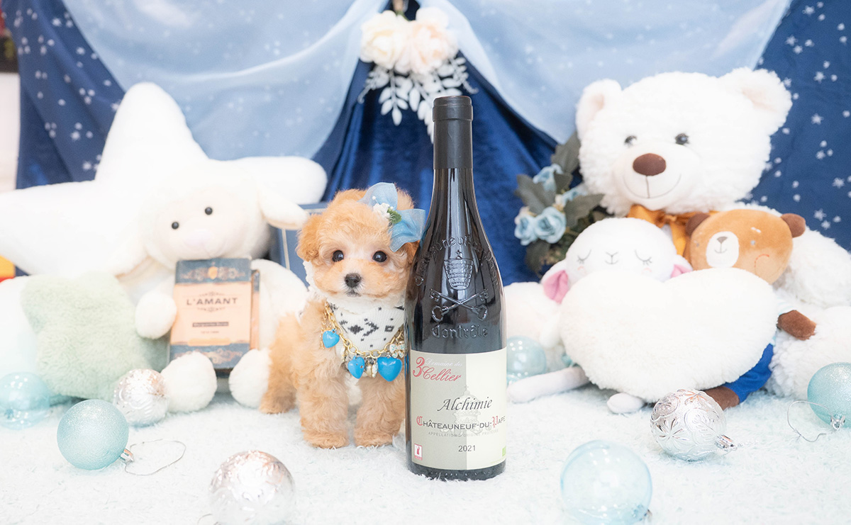 タイニープードルのアプリコットの男の子|2025年11月30日生まれ|No.11075|画像4枚目