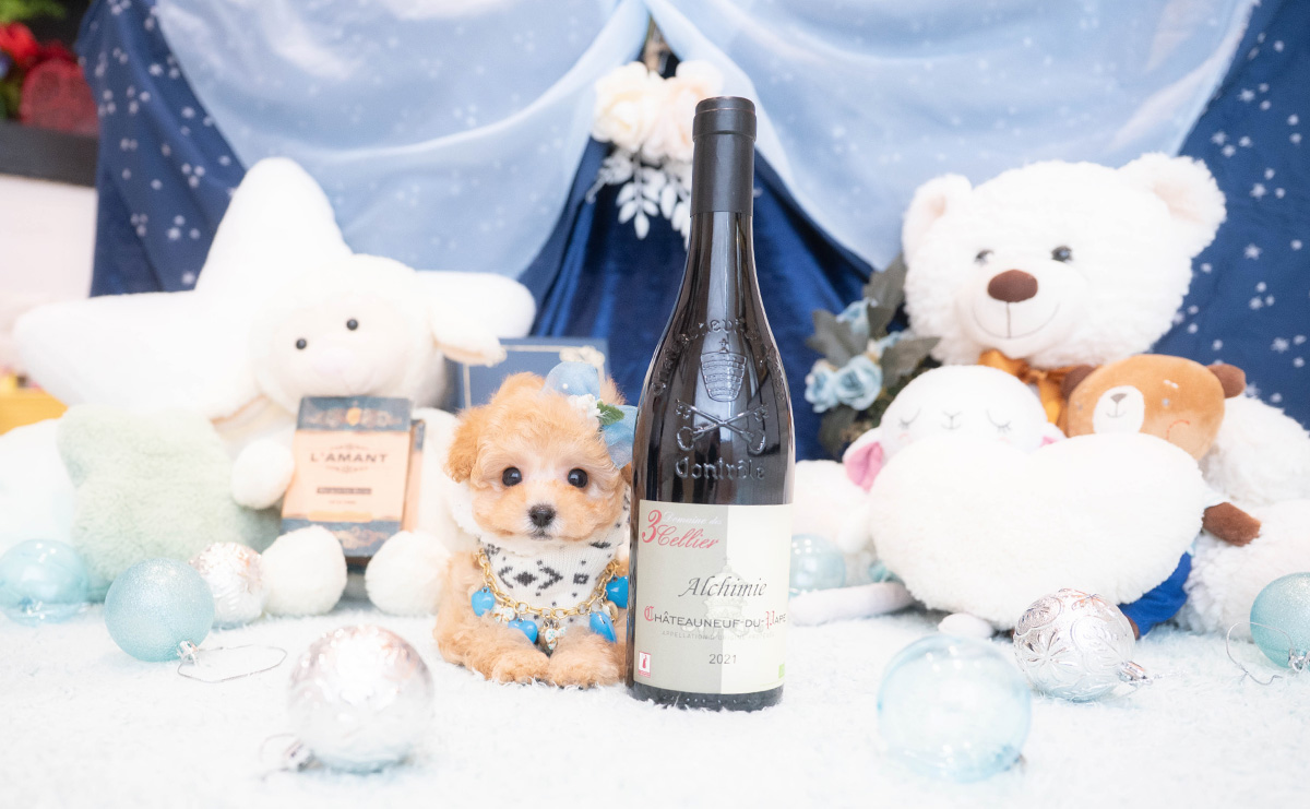 タイニープードルのアプリコットの男の子|2025年11月30日生まれ|No.11075|画像5枚目