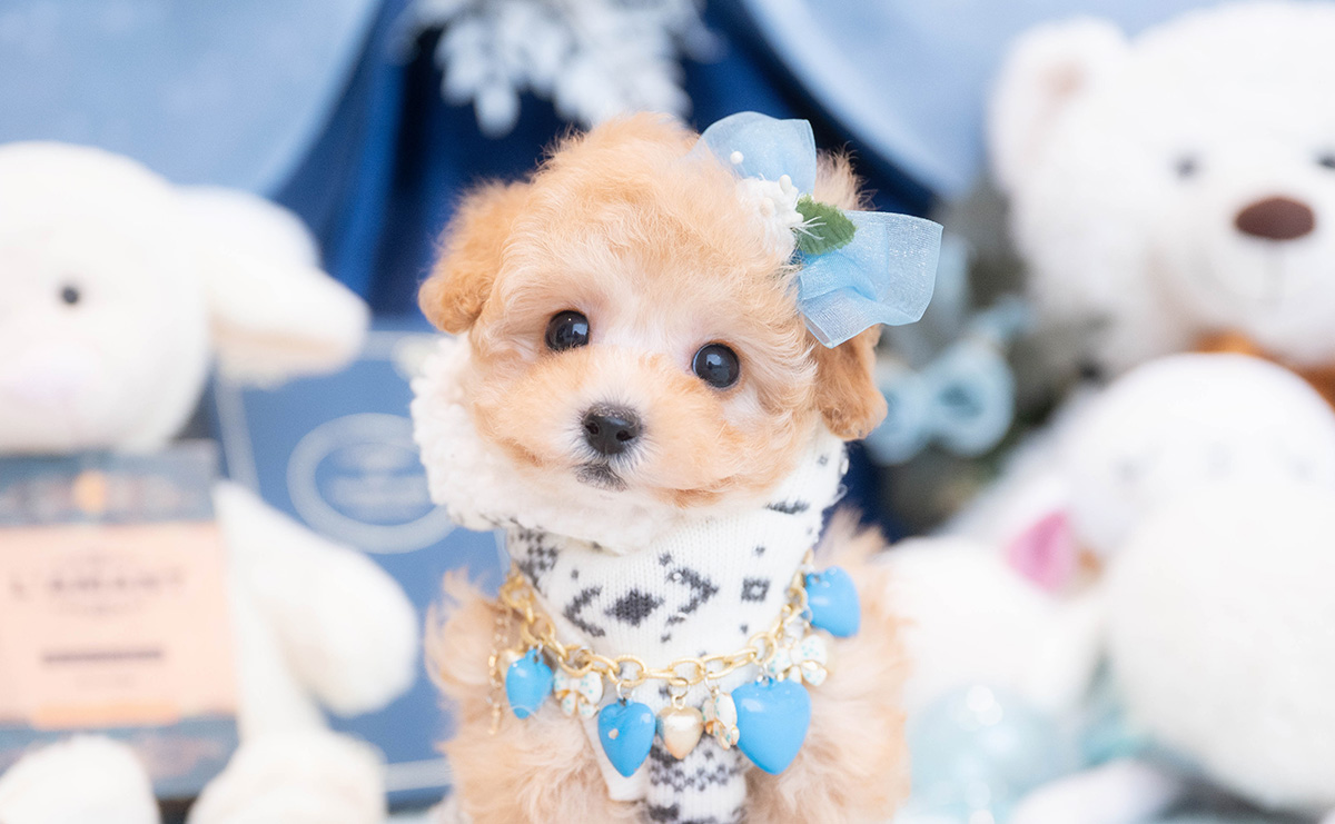 タイニープードルのアプリコットの男の子|2025年11月30日生まれ|No.11075|画像7枚目