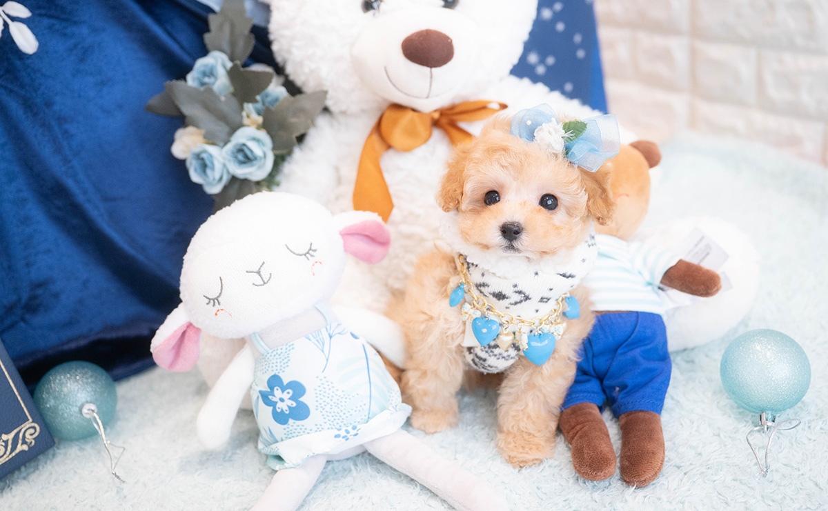 タイニープードルのアプリコットの男の子|2025年11月30日生まれ|No.11075|画像8枚目