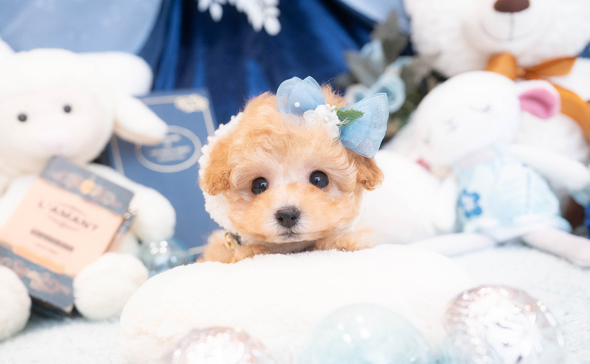 タイニープードルのアプリコットの男の子|2025年11月30日生まれ|No.11075|画像0枚目