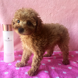 トイプードルのアプリコットの女の子|2025年12月8日生まれ|No.11079|画像0枚目