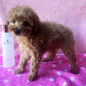 トイプードルのアプリコットの女の子|2025年12月8日生まれ|No.11079|画像1枚目