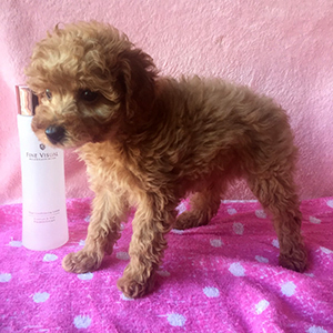 トイプードルのアプリコットの女の子|2025年12月8日生まれ|No.11079|画像2枚目