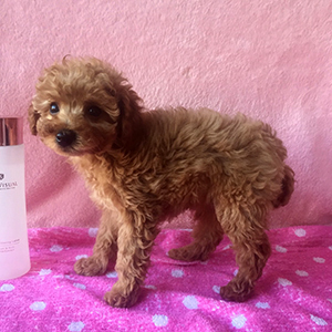 トイプードルのアプリコットの女の子|2025年12月8日生まれ|No.11079|画像3枚目