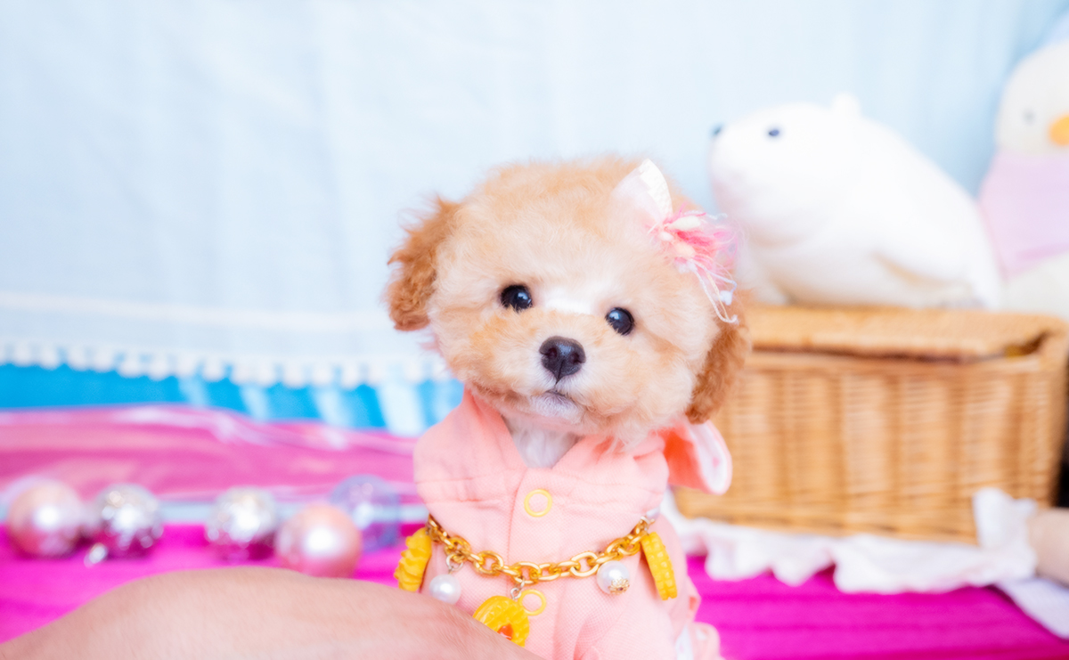 トイプードルのアプリコットの女の子|2025年11月19日生まれ|No.11085|画像0枚目