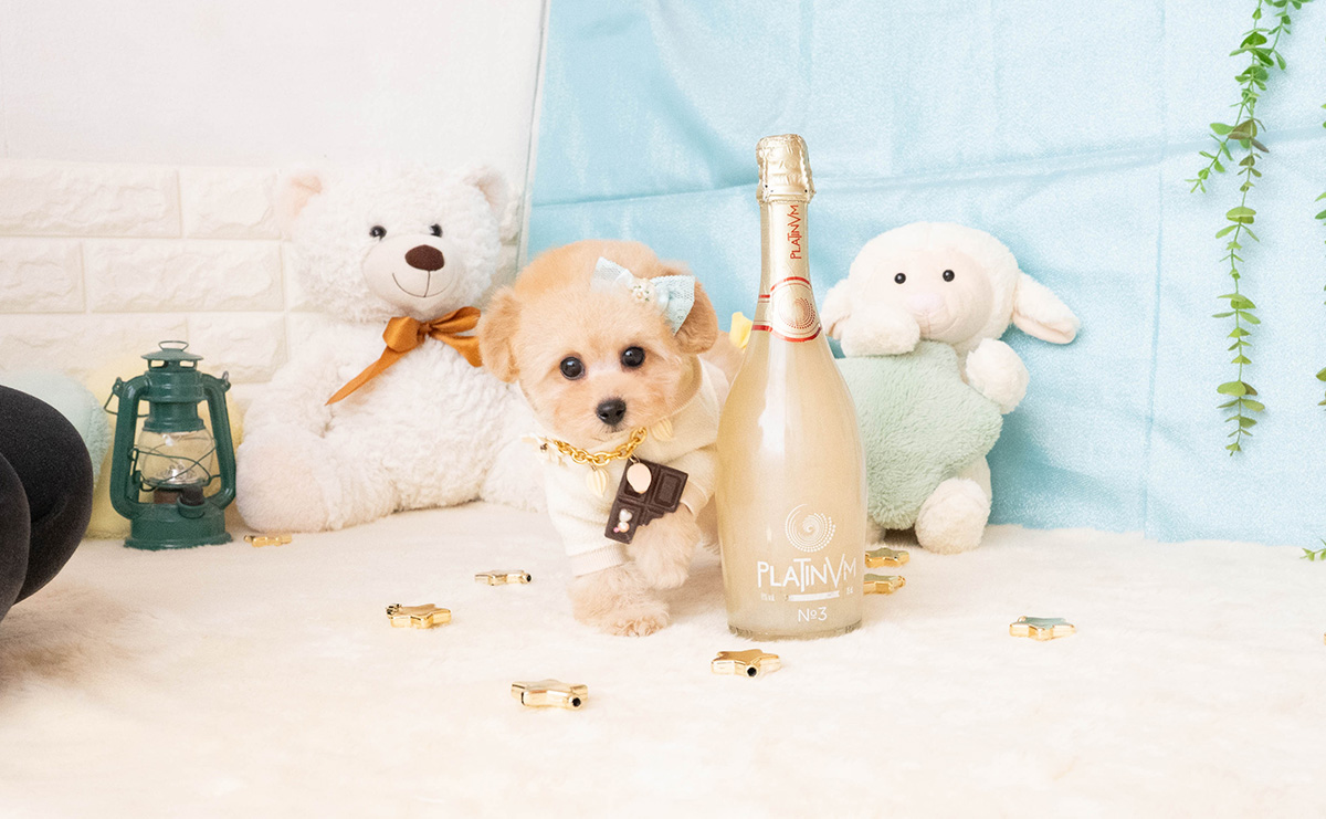 タイニープードルのアプリコットの男の子|2025年11月27日生まれ|No.11087|画像3枚目